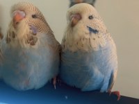 Şov muhabbet kuşu yavruları