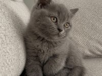 British shorthair son 2 yavru