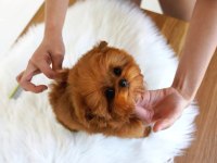 Toy Poodle Güzel Yavrularım