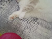 Ağustos 2024 Doğumlu Bir Dişi Bir Erkek Scottish Blue Point