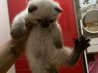 A Kalite British Shorthair Bebekler