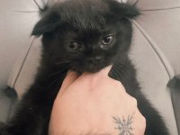 Acil Sahiplendirme Scottish Fold Kedimiz