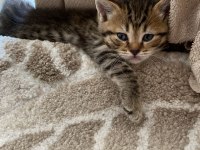 British Shorthair Yavrular Yeni Yuvayı Bekliyor!