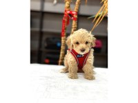 Muhteşem Poodle Bebekler