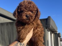 Red Brown Toy Poodle Yavrular