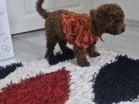 Ev Ortamında Orjinal Toy Poodle