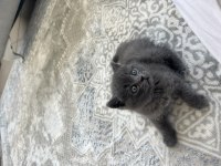 British Shorthair Oğlumuza Ömürlük Yuva Arıyoruz!