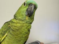 Konuşan blue front amazon papağan