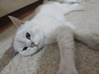 Sevimli Oyuncu Kedimiz Ares Ücretsiz Sahiplendirilecektir