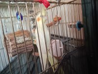 Çift Sultan Papağanlar