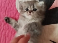 Mama Karşılığı Verilecek British Kediler