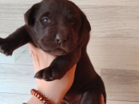 Enerji Dolu Labrador Yavrularıyla Hayatınıza Neşe Katın!