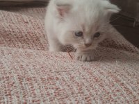 Mavi Gözlü 2 Aylık British Shorthair