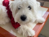 Kıpır kıpır maltese