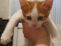 Van Kedisi Kırması