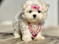 Maltese terrier kore safkan mini yavrularımız