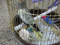 Ev ortamında üretilmiş gayet sağlıklı sultan papağanı yavruları