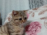 Dişi masum tatlı kedimiz