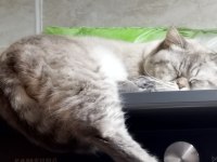 1.5 Yaşındaki British Shorthair Oğluma Yuva Arıyorum Ücretsiz