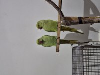 Pakistan Papağanları 2 Adet