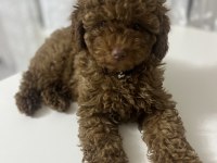 Toy poodle 4 aylık
