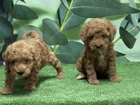 Toy Poodle Yavru