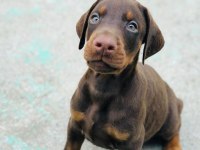 Irk garantili doberman yavruları