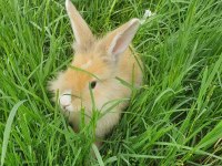 Çok Sevimli Mükemmel Tavşanlar