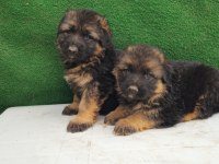 Showline Alman Kurdu Yavruları Kızıl Ve Siyah