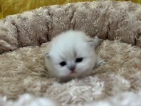 Minik British Bebeklerimiz Ailelerini Bekliyor