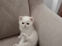 British golden babadan beyaz cins yavru kediler