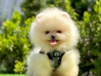 Kar Beyazı Pomeranian Boo Yavrular