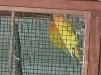 Özel aynı renk yurtdışı markalı damızlık papağanlar