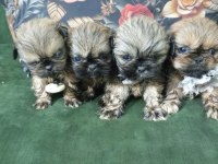 3 Dişi Ve 1 Erkek Yavru 2 Aylık Pekinez