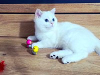 Kaliteli Şampiyon Aile Erkek Yavru British Shorthair