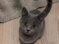 British shorthair dişi 2 aylık