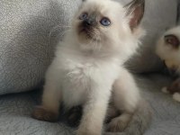 Dişi Ragdoll Yavrumuz Yeni Yuvasını Arıyor