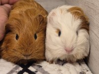 Safkan guinea pig yavrular