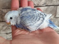 Muhabbet Kuşu Alıştırmalık