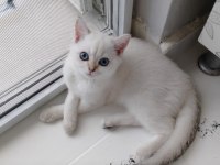 4 Aylık Blue Point British Shorthair