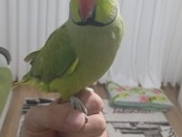 Evcil Çift Pakistan Papağanı Dişi Konuşuyor