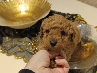 Sevimli ırk toy poodle