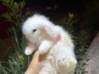 Hollanda Lop Cüce Ve Mini Lop Tavşanları