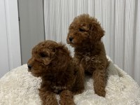 Üst düzey poodle yavrular yeni ailesini aramakta