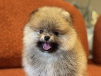 Orange erkek pomeranian boo