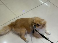 Pekinez Köpeğimiz 9 Aylık