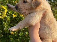Golden Retriever Yavrular Gelip Görerek Alabilirsiniz Adrese Teslimat Var