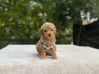 Teacup Maltipoo Bebek Köpekler