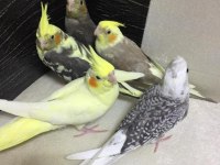 2025 Üst Düzey A Kalite Bebek Yavru Sultan Papağanı Konuşturmalık Full Evcil