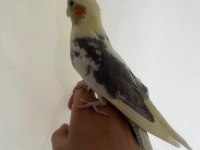 Yavru Mutasyon 45 Günlük El Besleme Sultan Papağanı